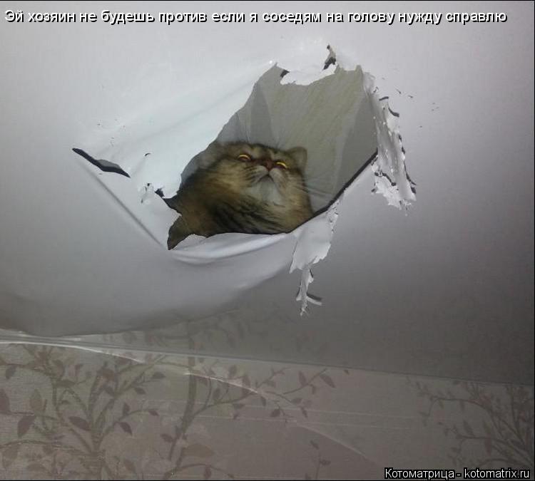 Котоматрица: Эй хозяин не будешь против если я соседям на голову нужду справлю