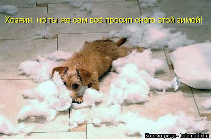 Котоматрица: Хозяин, но ты же сам всё просил снега этой зимой!