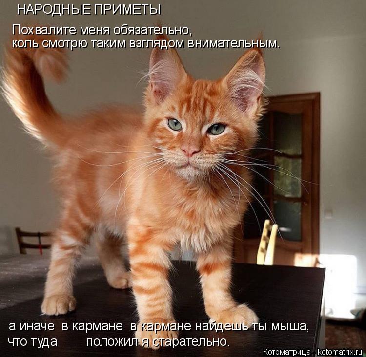 Котоматрица: НАРОДНЫЕ ПРИМЕТЫ Похвалите меня обязательно,  коль смотрю таким взглядом внимательным.  а иначе  в кармане  в кармане найдешь ты мыша,  что т