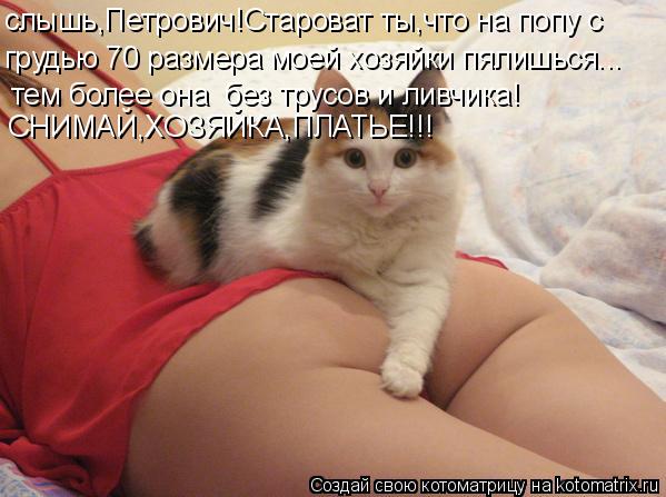 Котоматрица: слышь,Петрович!Староват ты,что на попу с грудью 70 размера моей хозяйки пялишься... тем более она  без трусов и ливчика! СНИМАЙ,ХОЗЯЙКА,ПЛАТЬЕ!