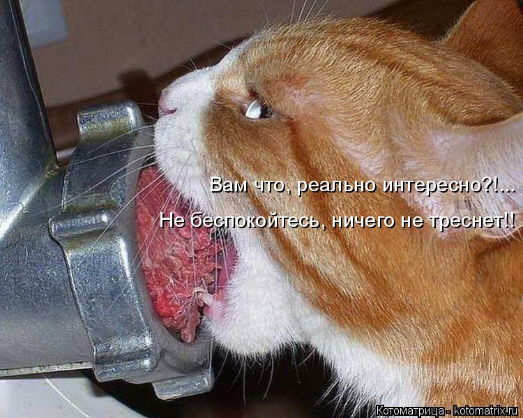 Котоматрица: Вам что, реально интересно?!... Не беспокойтесь, ничего не треснет!!