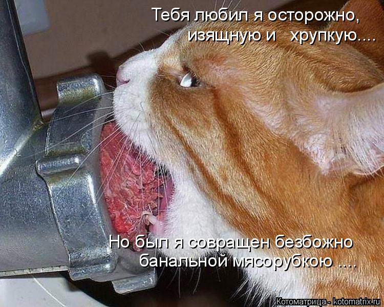 Котоматрица: изящную и   хрупкую.... Тебя любил я осторожно,  Но был я совращен безбожно банальной мясорубкою ....