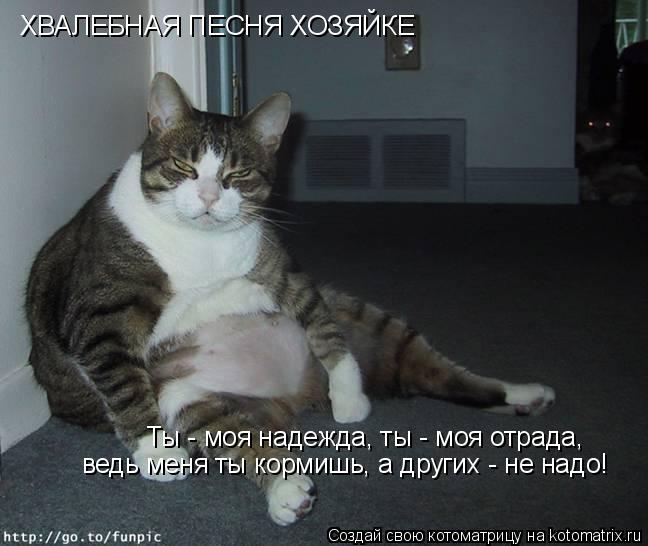 Котоматрица: ХВАЛЕБНАЯ ПЕСНЯ ХОЗЯЙКЕ Ты - моя надежда, ты - моя отрада,  ведь меня ты кормишь, а других - не надо!