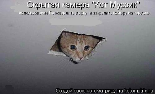Котоматрица: Скрытая камера "Кот Мурзик"  использование:Просверлить дырку  и закрепить камеру на чердаке