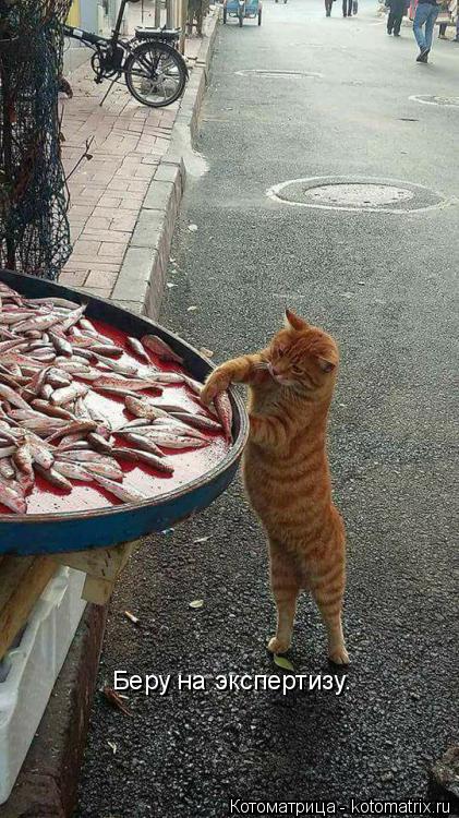 Котоматрица: Беру на экспертизу.