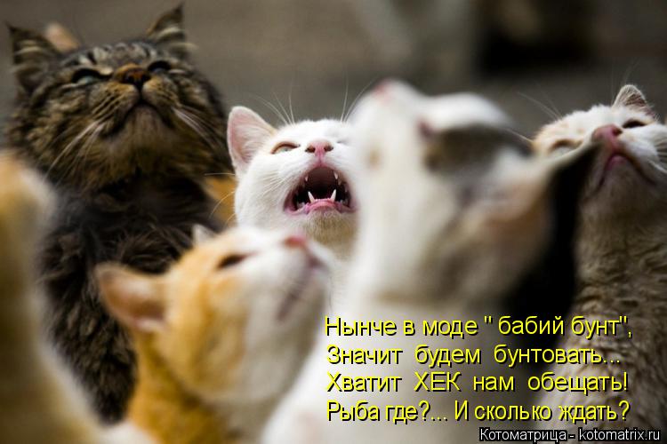 Нынче в моде " бабий бунт", Значит будем бунтовать... Хватит ХЕК нам обещать! Рыба где?... И ско... Котоматрица: Нынче в моде " бабий бунт", Значит будем бунтовать... Хватит ХЕК нам обещать! Рыба где?... И сколько ждать?