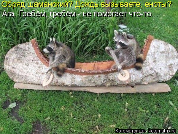 Котоматрица: Обряд шаманский? Дождь вызываете, еноты?  Ага. Гребём, гребём - не помогает что-то...