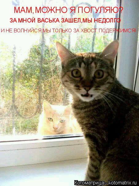 Котоматрица: МАМ,МОЖНО Я ПОГУЛЯЮ? ЗА МНОЙ ВАСЬКА ЗАШЕЛ,МЫ НЕДОЛГО И НЕ ВОЛНУЙСЯ,МЫ ТОЛЬКО ЗА ХВОСТ ПОДЕРЖИМСЯ!