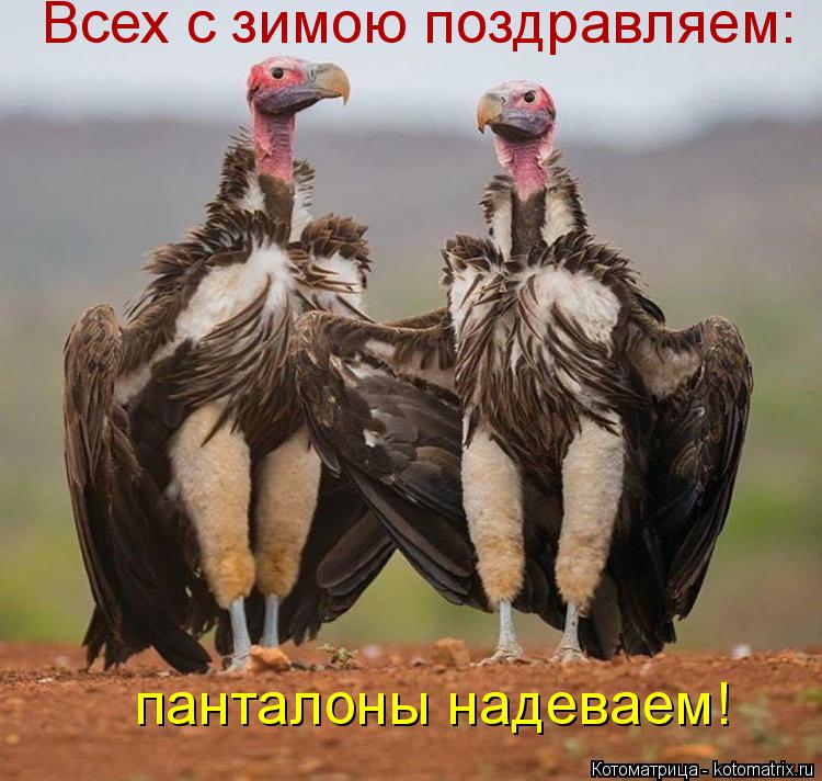 Котоматрица: Всех с зимою поздравляем: панталоны надеваем!