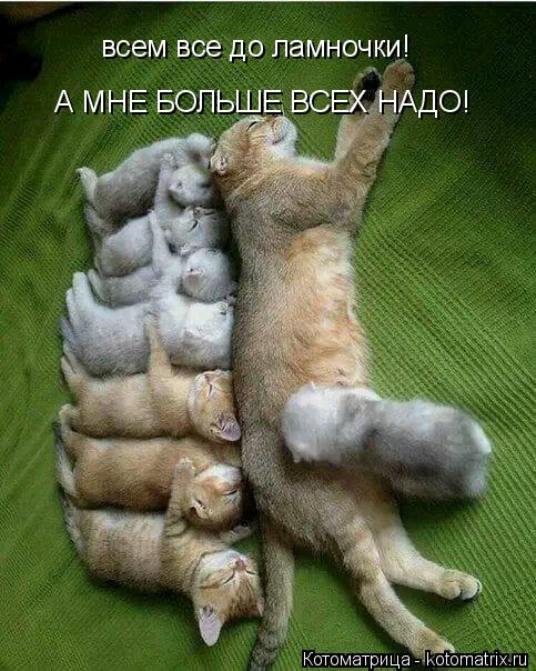 Котоматрица: А МНЕ БОЛЬШЕ ВСЕХ НАДО! всем все до ламночки!