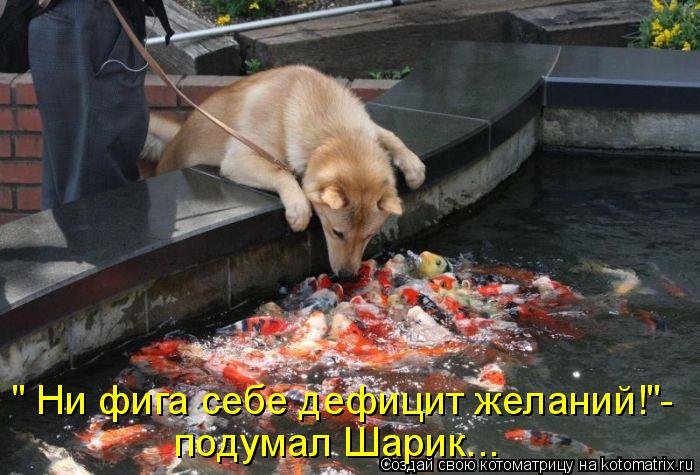 Котоматрица: " Ни фига себе дефицит желаний!"- подумал Шарик...