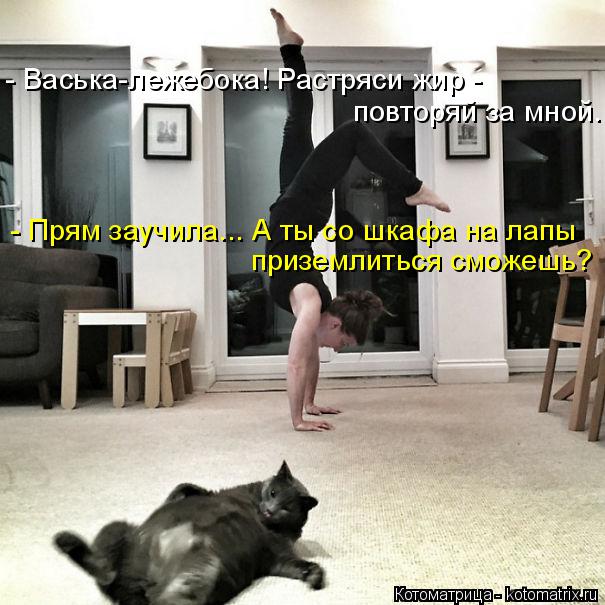 Котоматрица: - Васька-лежебока! Растряси жир -  повторяй за мной. - Прям заучила... А ты со шкафа на лапы  приземлиться сможешь?