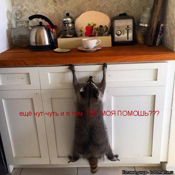 Котоматрица: ещё чут-чуть и я там  ГДЕ МОЯ ПОМОШЬ???