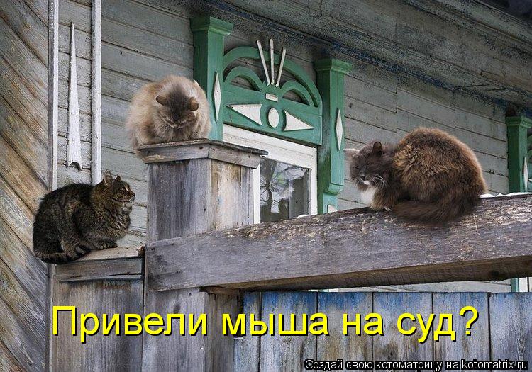 Котоматрица: Привели мыша на суд?