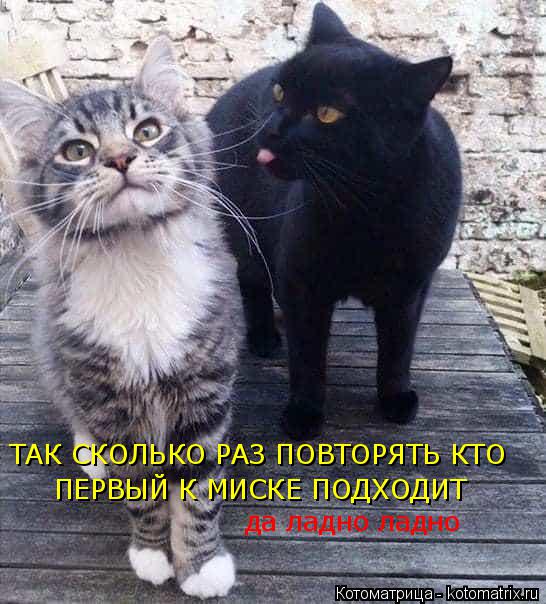 Котоматрица: ТАК СКОЛЬКО РАЗ ПОВТОРЯТЬ КТО  ТАК СКОЛЬКО РАЗ ПОВТОРЯТЬ КТО  ПЕРВЫЙ К МИСКЕ ПОДХОДИТ да ладно ладно
