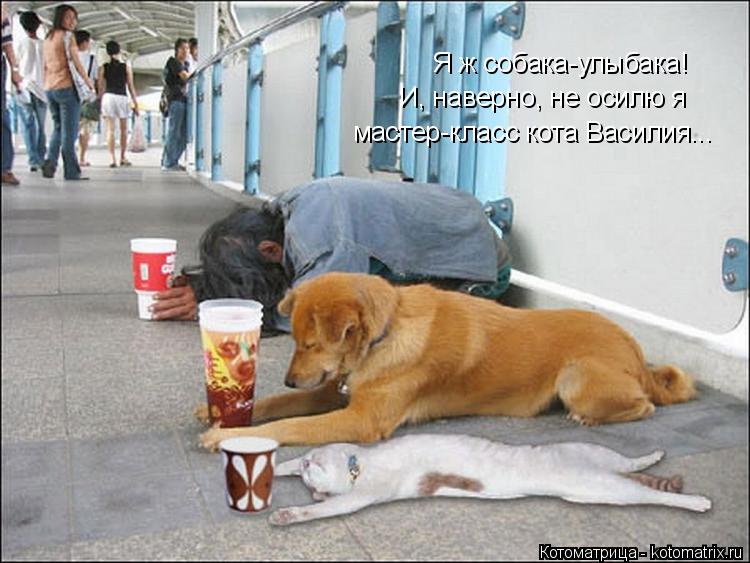 Котоматрица: Я ж собака-улыбака! И, наверно, не осилю я мастер-класс кота Василия...