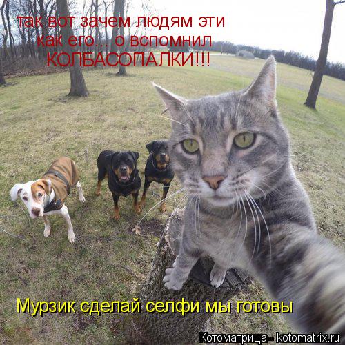 Котоматрица: так вот зачем людям эти как его... о вспомнил КОЛБАСОПАЛКИ!!! Мурзик сделай селфи мы готовы