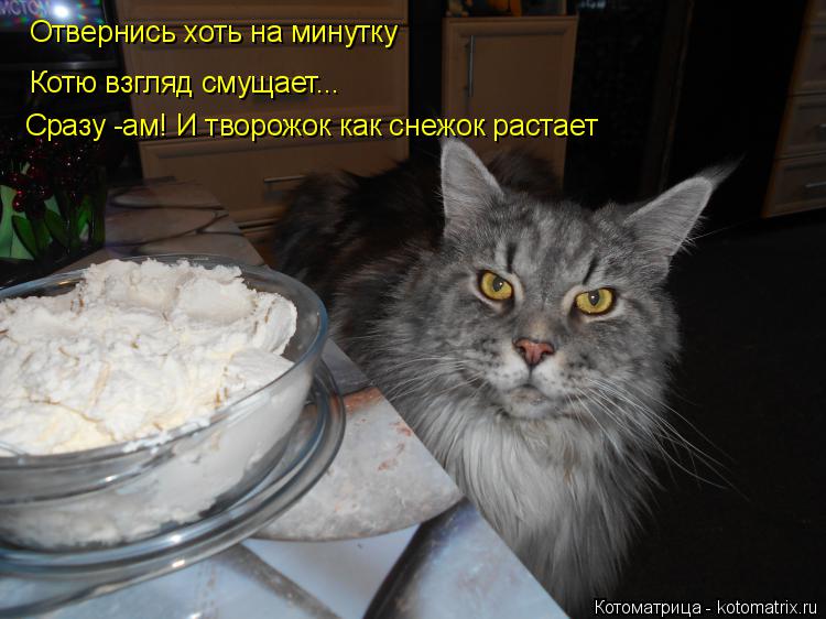 Котоматрица: Отвернись хоть на минутку Котю взгляд смущает... Сразу -ам! И творожок как снежок растает