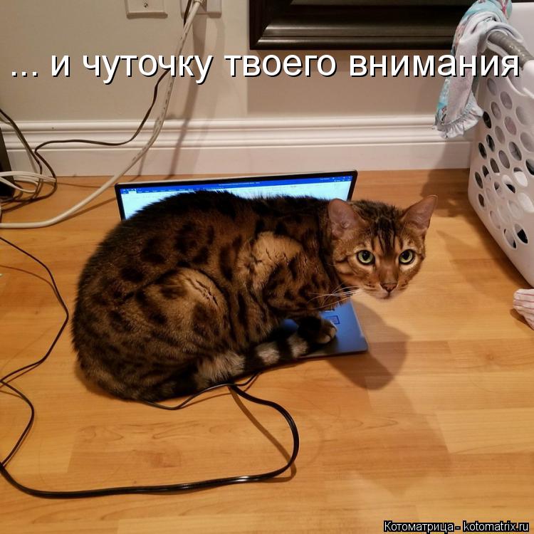 Котоматрица: ... и чуточку твоего внимания