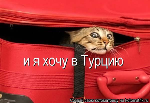 Котоматрица: и я хочу в Турцию
