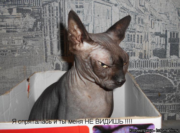 Котоматрица: Я спряталась и ты меня НЕ ВИДИШЬ !!!!