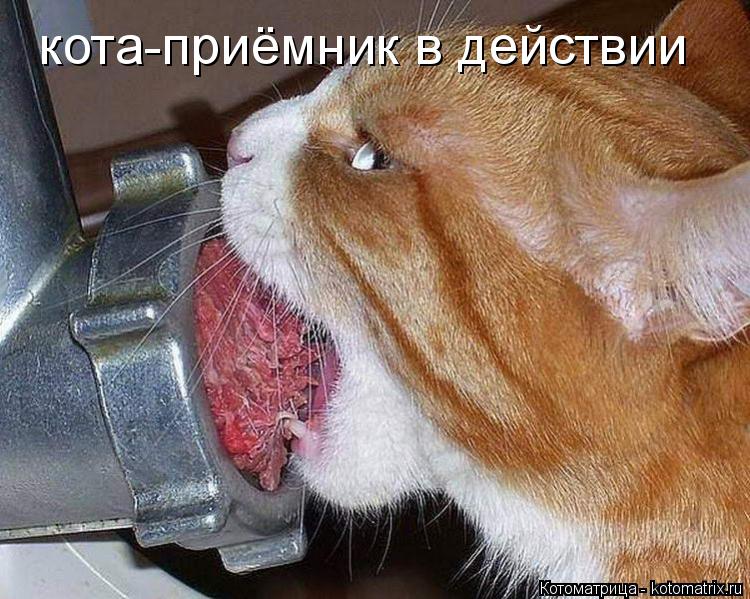 Котоматрица: кота-приёмник в действии