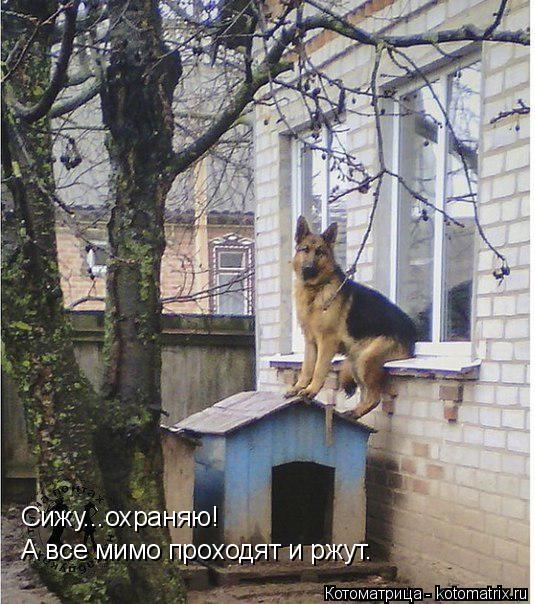 Котоматрица: Сижу...охраняю! А все мимо проходят и ржут.