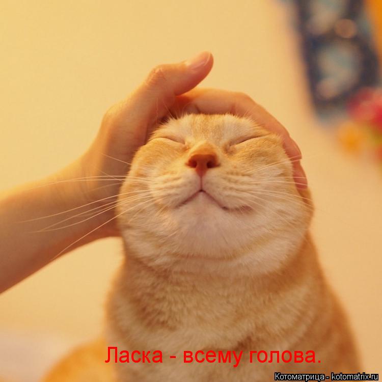 Котоматрица: Ласка - всему голова.