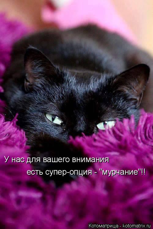 Котоматрица: У нас для вашего внимания есть супер-опция - "мурчание"!!