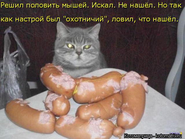 Котоматрица: как настрой был "охотничий", ловил, что нашёл. Решил половить мышей. Искал. Не нашёл. Но так