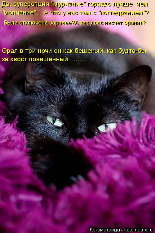 Котоматрица: Да, суперопция "мурчание" гораздо лучше, чем  "молчание"... А что у вас там с "когтедранием"? Орал в три ночи он как бешеный, как будто-бы за хвост