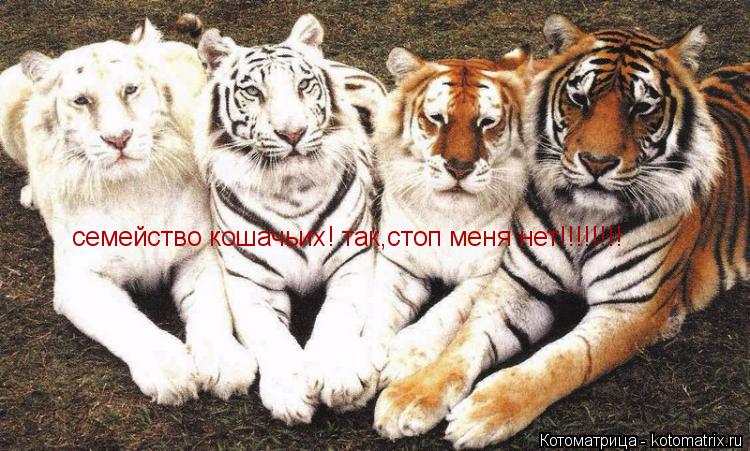 Котоматрица: семейство кошачьих! так,стоп меня нет!!!!!!!!