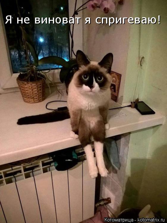 Котоматрица: Я не виноват я спригеваю!