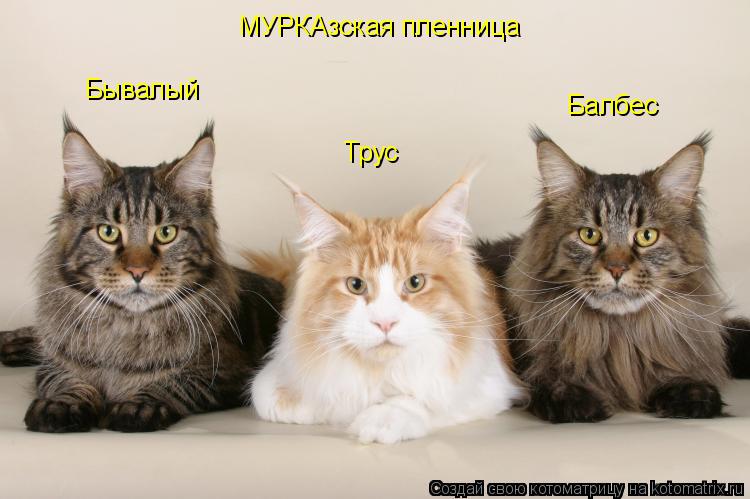 Котоматрица: Бывалый Трус Балбес МУРКАзская пленница