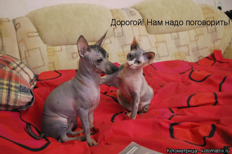Дорогой! Нам надо поговорить!... Котоматрица: Дорогой! Нам надо поговорить!