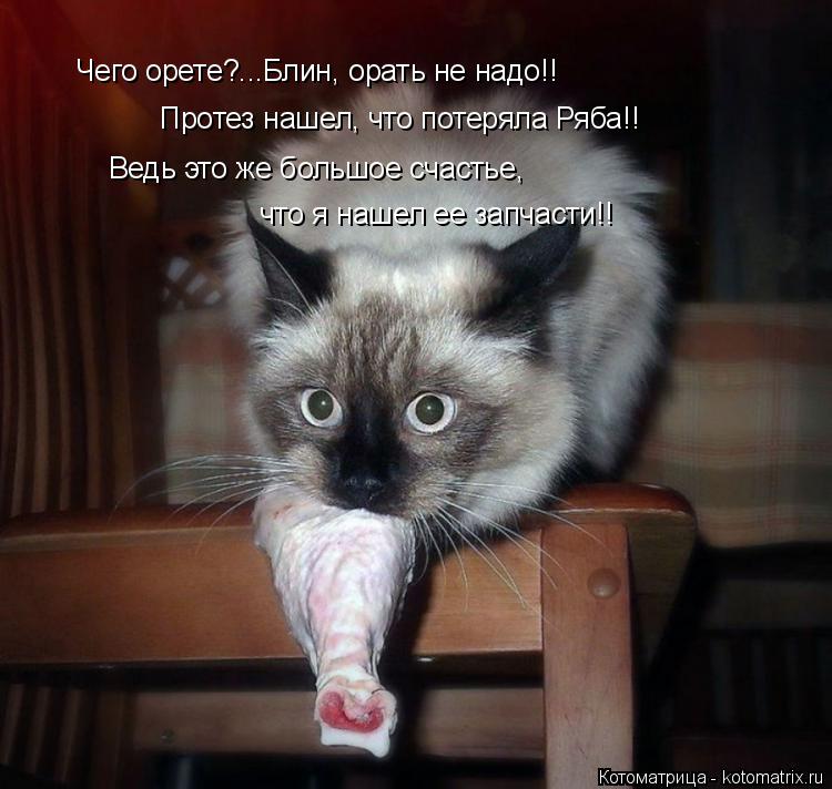 Котоматрица: Чего орете?...Блин, орать не надо!! Протез нашел, что потеряла Ряба!! Ведь это же большое счастье, что я нашел ее запчасти!!