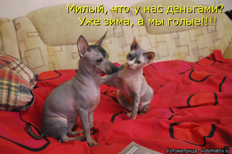 Котоматрица: Милый, что у нас деньгами? Уже зима, а мы голые!!!!