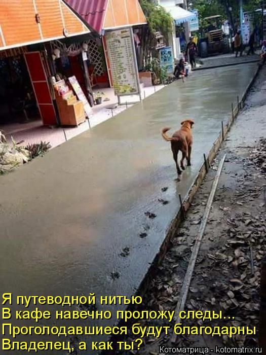 Котоматрица: Владелец, а как ты?  Проголодавшиеся будут благодарны  В кафе навечно проложу следы... Я путеводной нитью