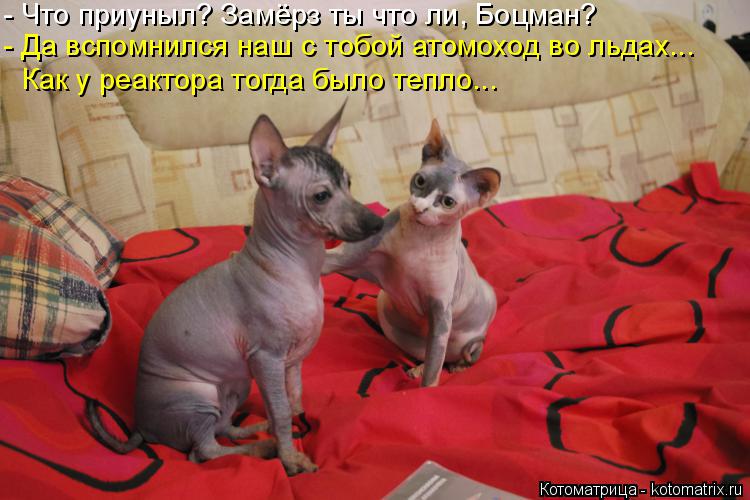 Котоматрица: - Что приуныл? Замёрз ты что ли, Боцман? - Да вспомнился наш с тобой атомоход во льдах... Как у реактора тогда было тепло...