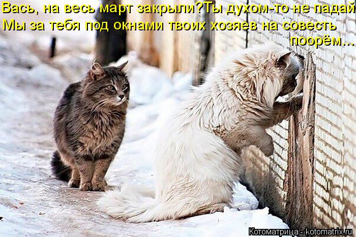 Котоматрица: Вась, на весь март закрыли?Ты духом-то не падай Мы за тебя под окнами твоих хозяев на совесть  поорём...