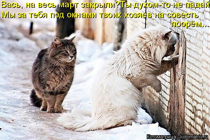 Котоматрица: Вась, на весь март закрыли?Ты духом-то не падай Мы за тебя под окнами твоих хозяев на совесть  поорём...