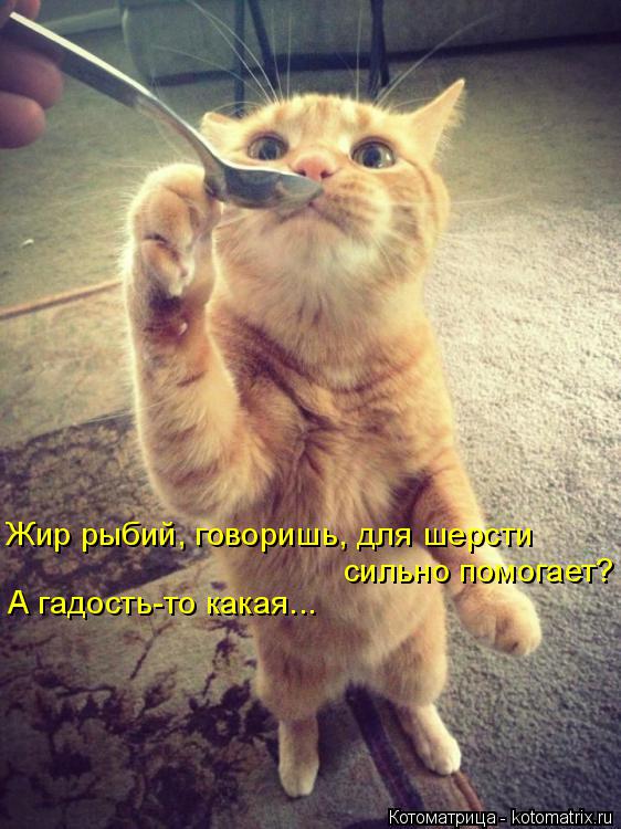 Котоматрица: Жир рыбий, говоришь, для шерсти сильно помогает? А гадость-то какая...