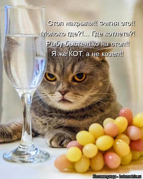 Котоматрица: Стол накрыли!! Фигня это!! Молоко где?!... Где котлета?! Рыбу быстенько на стол!! Я же КОТ, а не козел!!