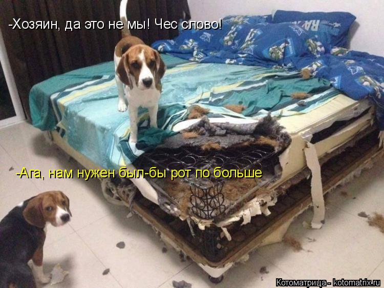 Котоматрица: -Хозяин, да это не мы! Чес слово! -Ага, нам нужен был-бы рот по больше