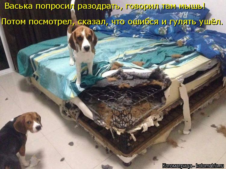 Васька попросил разодрать, говорил там мышь! Потом посмотрел, сказал, что ошибся и гулять ушёл.... Котоматрица: Васька попросил разодрать, говорил там мышь! Потом посмотрел, сказал, что ошибся и гулять ушёл.
