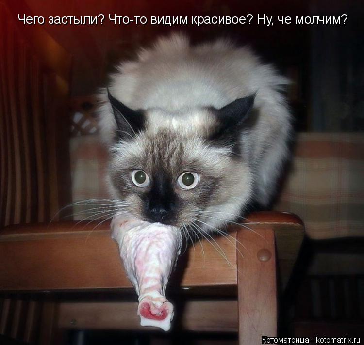 Котоматрица: Чего застыли? Что-то видим красивое? Ну, че молчим?
