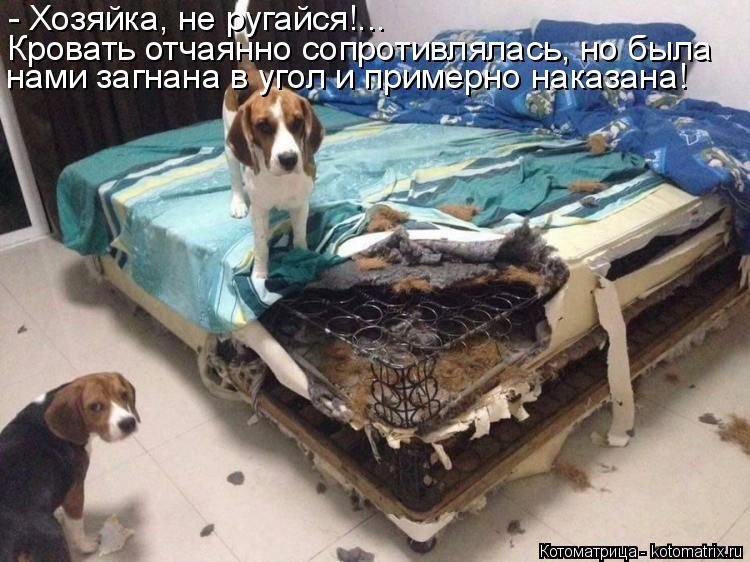 - Хозяйка, не ругайся!... Кровать отчаянно сопротивлялась, но была нами загнана в угол и примерно нак... Котоматрица: - Хозяйка, не ругайся!... Кровать отчаянно сопротивлялась, но была нами загнана в угол и примерно наказана!