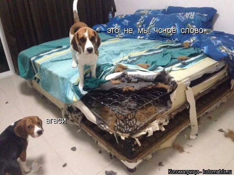 Котоматрица: это  не  мы  чсное  слово агаси