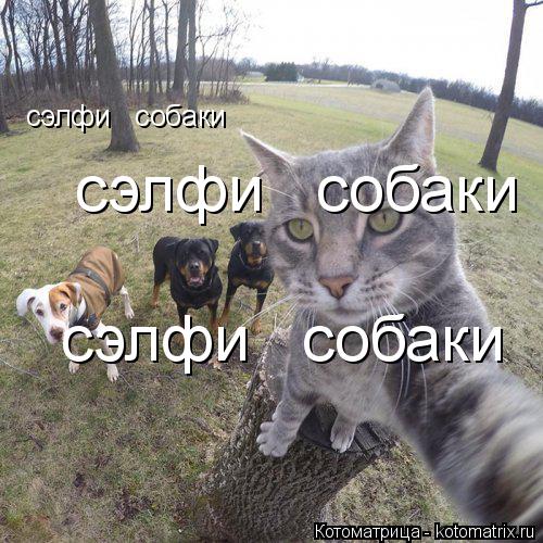 Котоматрица: сэлфи   собаки сэлфи   собаки сэлфи   собаки
