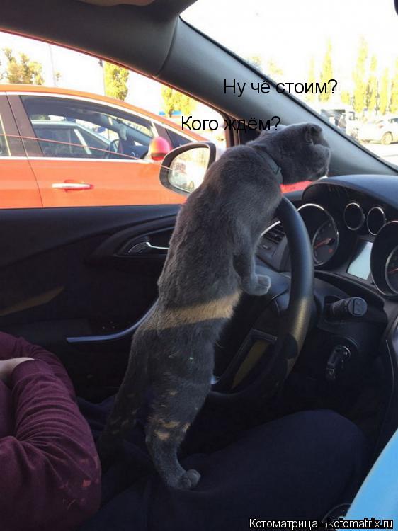Котоматрица: Ну чё стоим? Кого ждём?